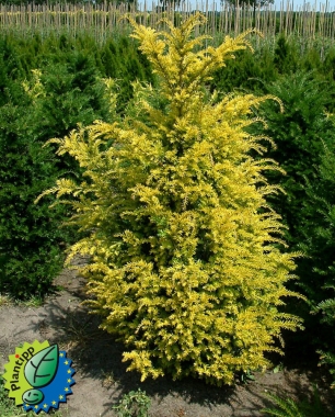 Cis jagodowy (Taxus baccata) 